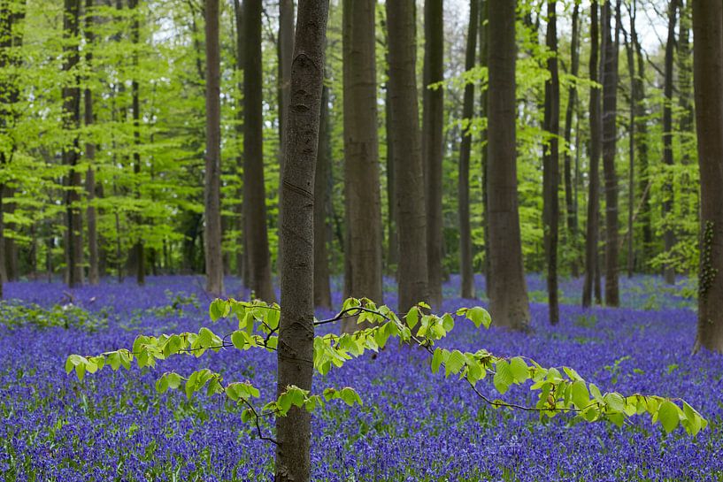 Der Hallerbos in Belgien von Jan Kooreman