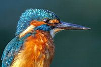 Kingfisher up-close on a branch