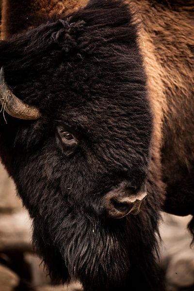 Big Bison man by Design Wall Arts