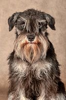 Schnauzer