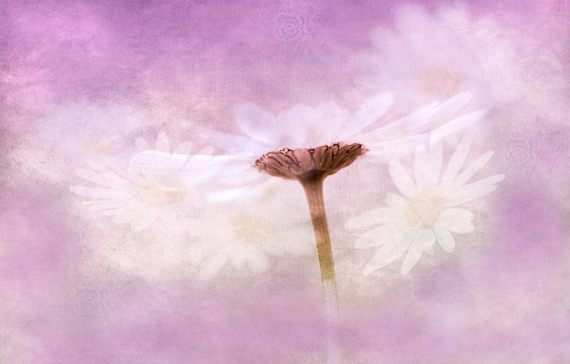 Zarte Versuchung von Renate Knapp