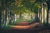 Waldweg im Herbst