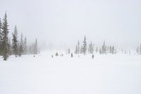 Ein nebliger Tag in Schwedisch-Lappland