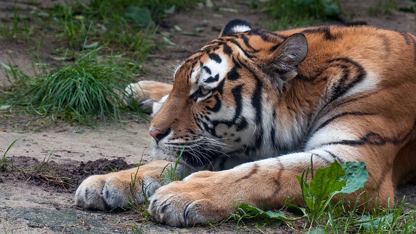 Siberian Tiger : Animal Park Amersfoort by Loek Lobel