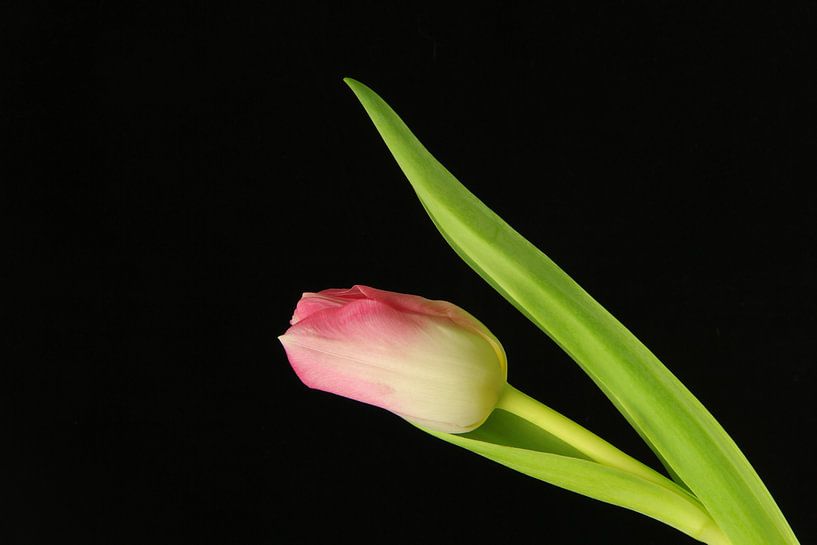 Roze tulp par Marieke Borst