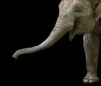 Elefant