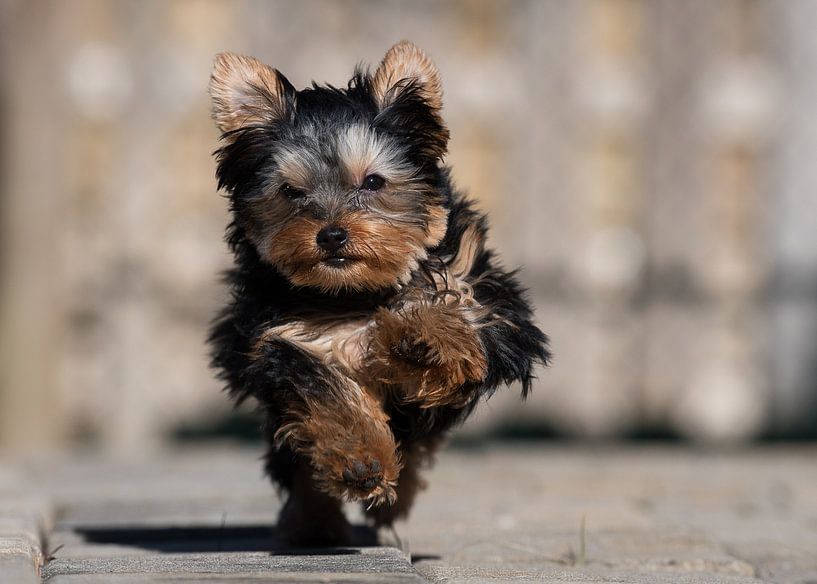 Speedy by Darlene Hewson