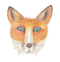 Watercolour Fox (Vulpes vulpes) with white background