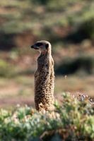 Photos taken during our three-week tour of South Africa