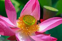 Lotusblume und Biene