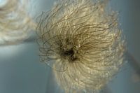 Climatis in herfsttooi