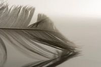 Zo licht als een veer