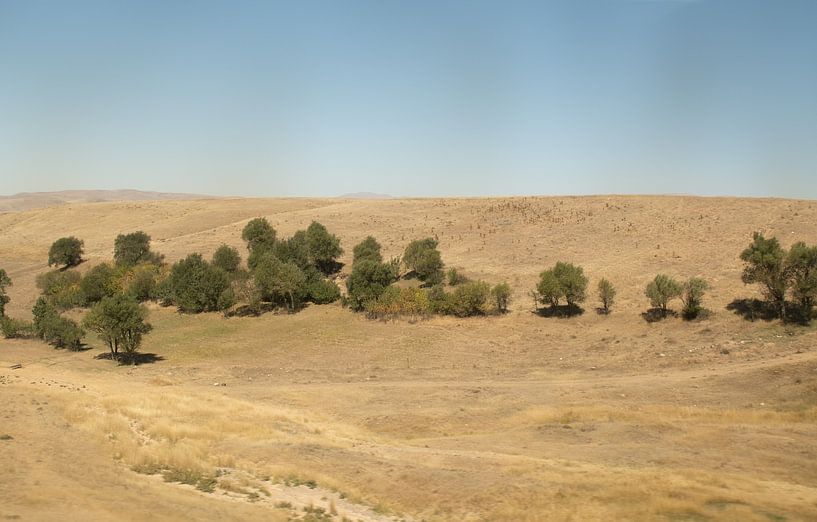 Schoja von Maarten Verhees