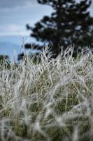 Gras außerhalb von Mostar in Bosnien und Herzegowina