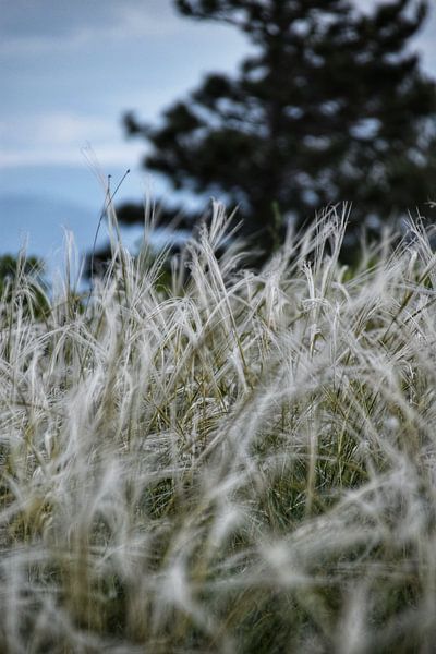 Gras außerhalb von Mostar in Bosnien und Herzegowina von Maaike Hartgers