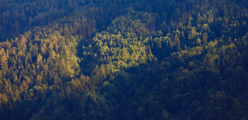 Forest by Thomas Jäger