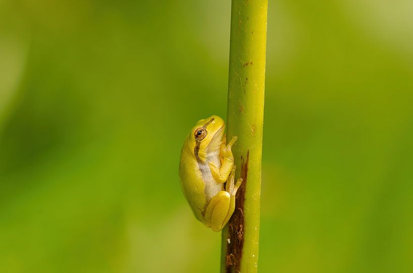 Laubfrosch von Corrie Post
