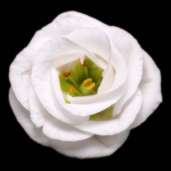 Inner Beauty by Jeroen van Woudenberg