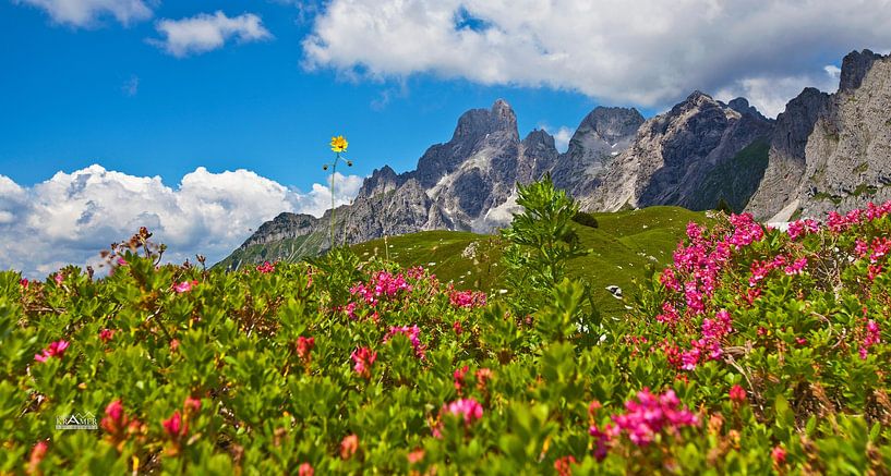 Sommer am Rinderfeld von Christa Kramer