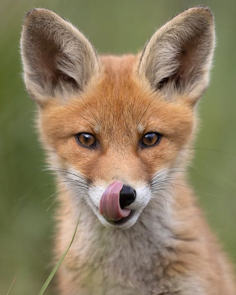 Un jeune renard se lèche le museau par Patrick van Bakkum