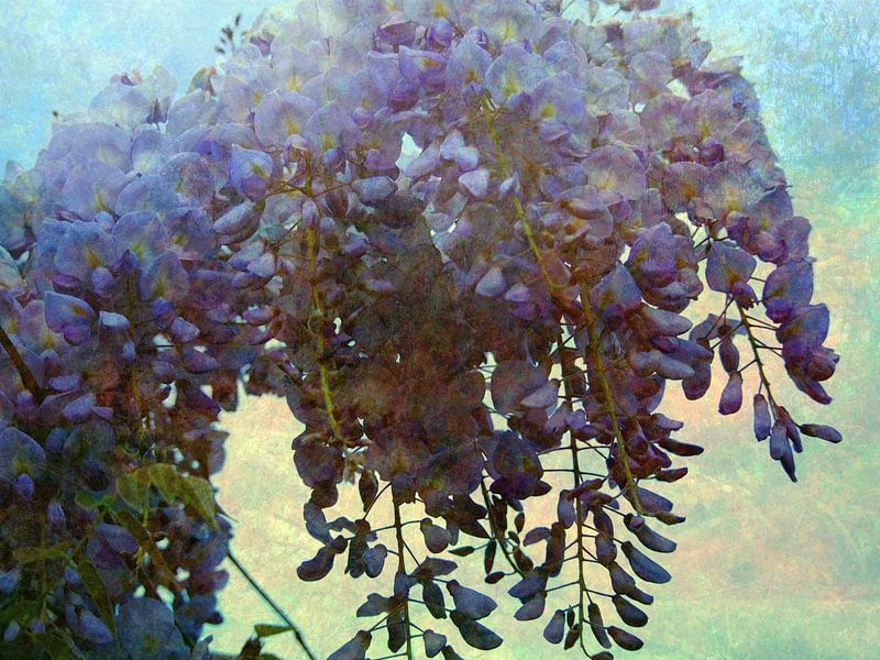A shower of wisteria flowers by Anita Snik-Broeken