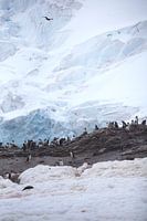 Penguins in Antarctica with Skua in the air.