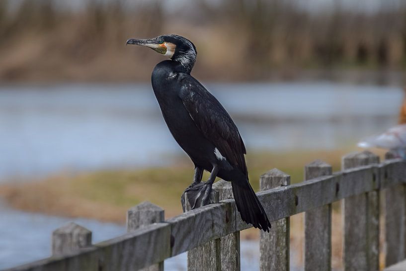 Cormorant on bridge by Kim de Been