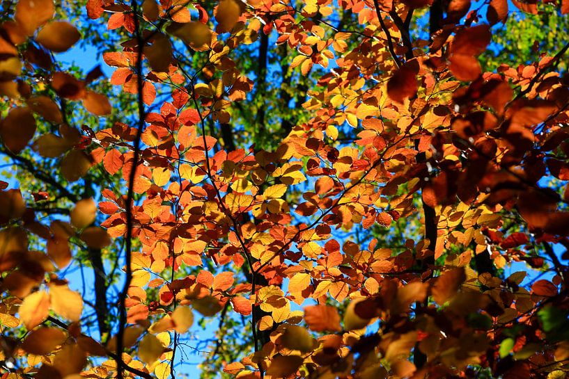 Beech by Thomas Jäger