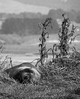 Gemoedelijke zeehond staart in het niets in Nieuw-Zeeland