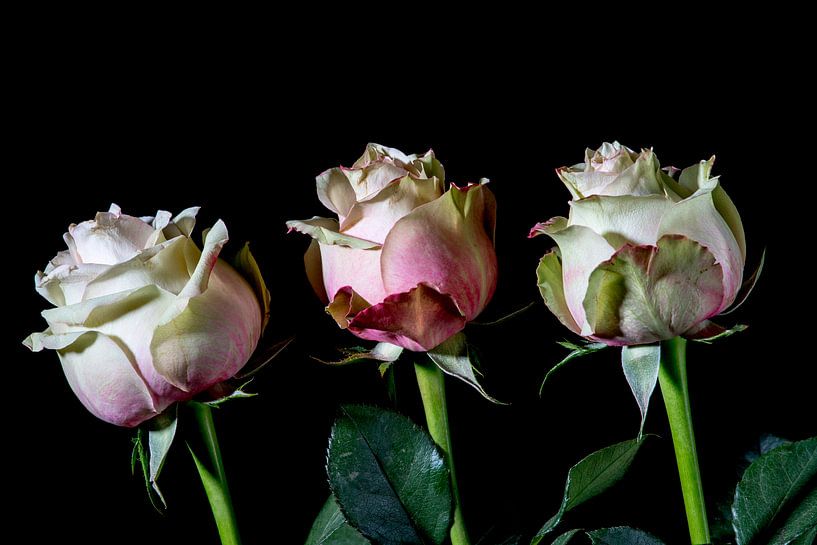three roses, a sign of life and love by Hans de Waay