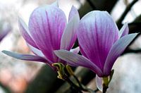 Magnolia dans la lumière ensoleillée du printemps