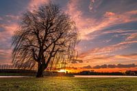 Een alleenstaande boom tijdens een zonsondergang