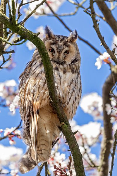 Waldohreule von gea strucks