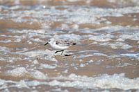 Bécasseau sanderling sur la plage de Texel