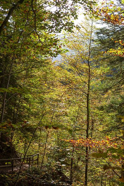 Autumnal forest in the Partnach Valley by Torsten Krüger