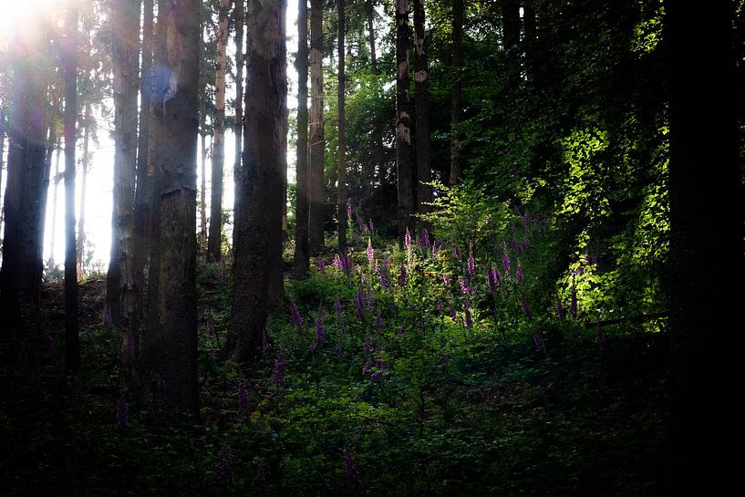 La digitale dans la forêt 2. Magnifique sur papier peint, toile ou acrylique par Josine Claasen
