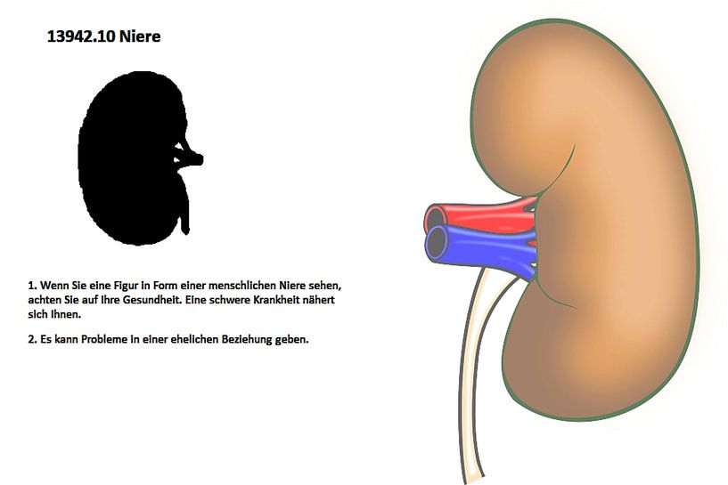 Kidney 13942.10 by Vladimir Zykunov