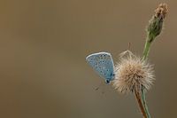Common Blue