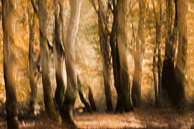Speulderbos by Ingrid Van Damme fotografie