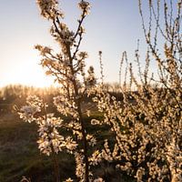 Frühlingsgefühle bei Sonnenuntergang.