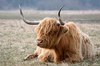Scottish Highlander