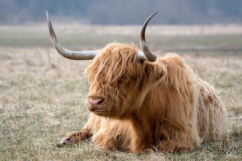 Schottischer Hochlandrind von Henk Zielstra