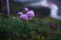 Fleurs d'Islande, à Landmannalaugar.