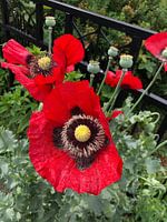 Mohn