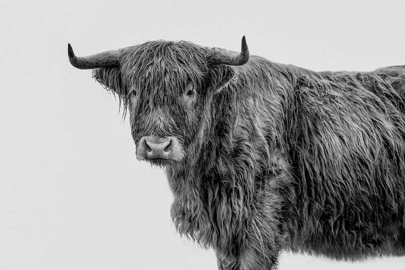 modern fine-art portrait Scottish Highlander in black and white by Lotte van Alderen
