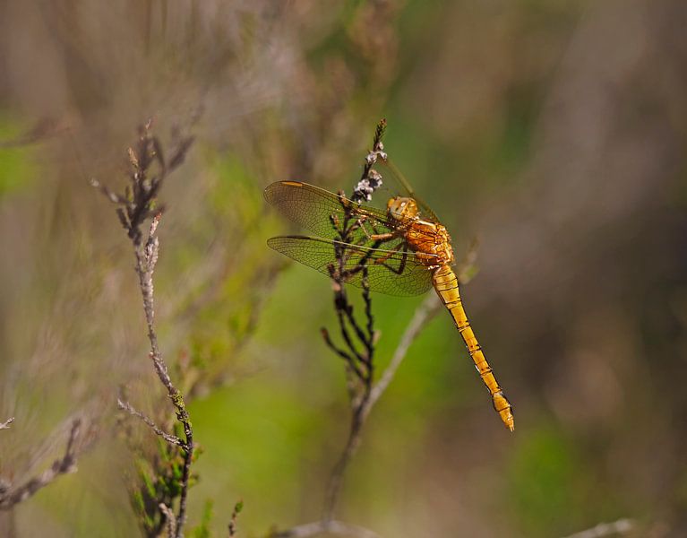 Heidelibel von Alex Davidse