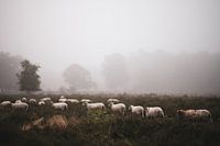 Wolfhezer heide part 8