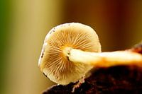 Le champignon sous un autre angle