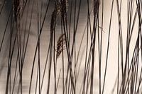 Le jeu des lignes de la nature