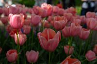 Schöne, ungewöhnliche Tulpen